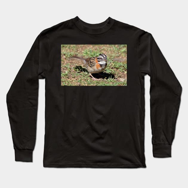 Rufous-collared Sparrow Long Sleeve T-Shirt by Carole-Anne